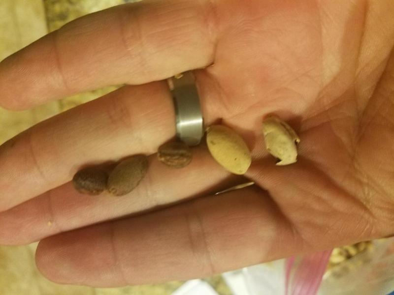 10 Serenoa Repens SILVER Seeds Silver Saw Palmetto SHIPPING INCLUDED