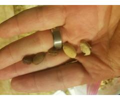 10 Serenoa Repens SILVER Seeds Silver Saw Palmetto SHIPPING INCLUDED