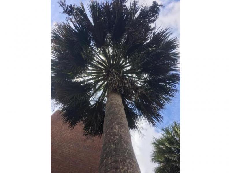 10  Seeds Sabal Palmetto x Causarium F2 hybrid Shipping included