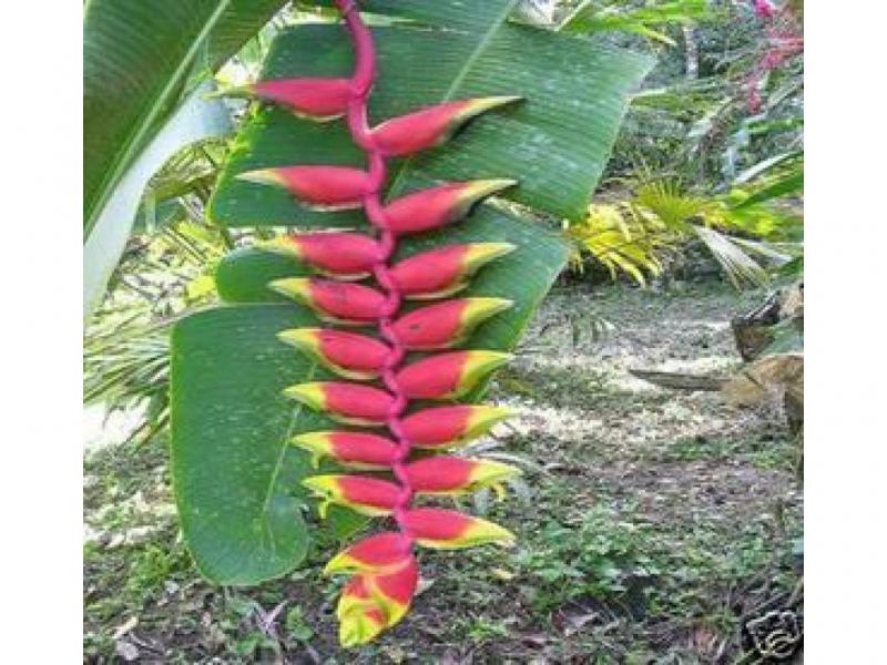 Heliconia rostrata 1000 seeds
